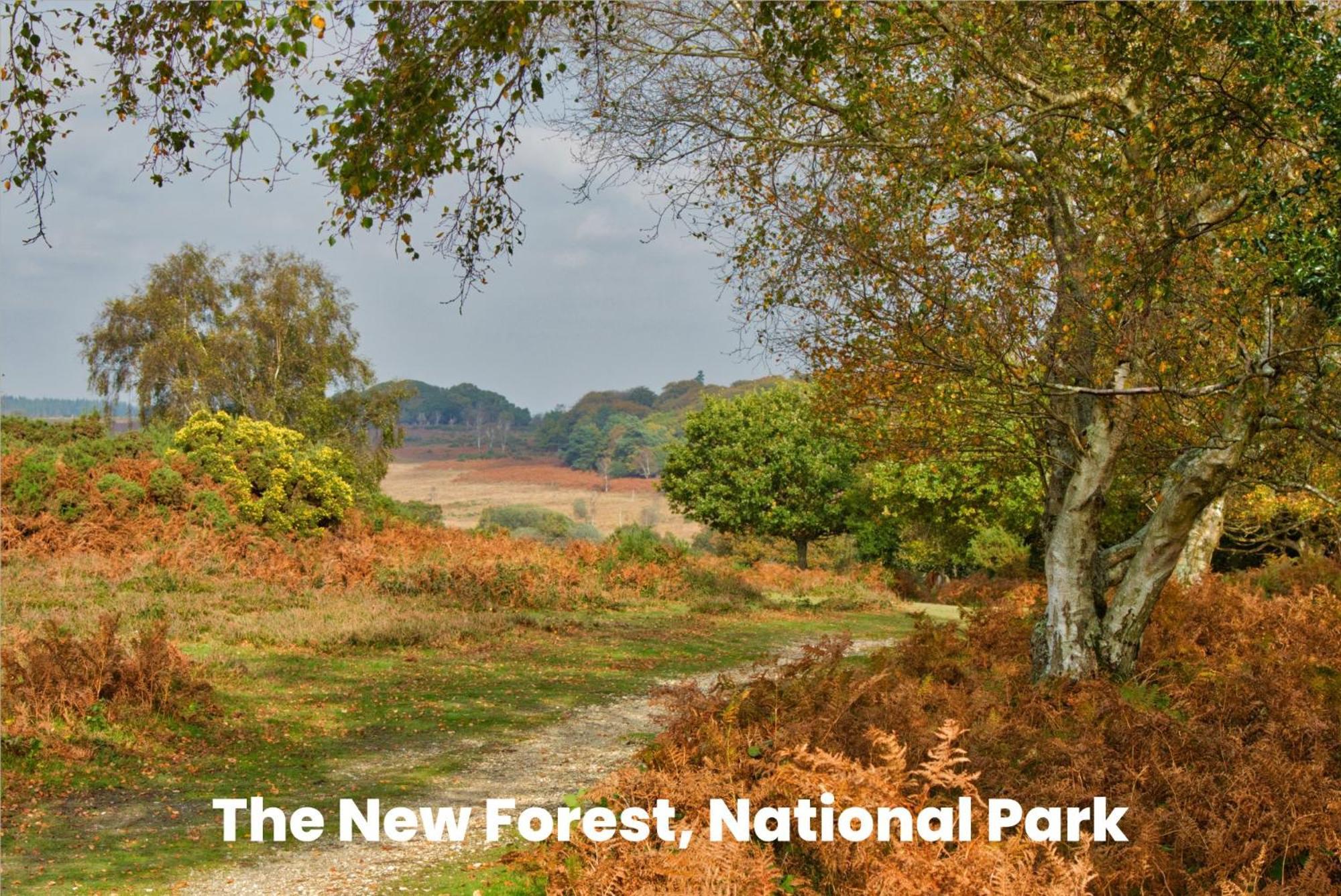 Cosy Retreat Near New Forest Ellingham  Εξωτερικό φωτογραφία